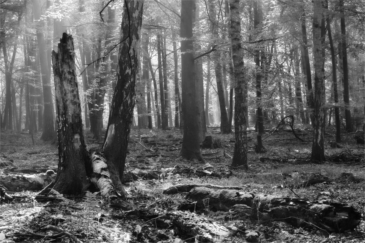 Natur pur