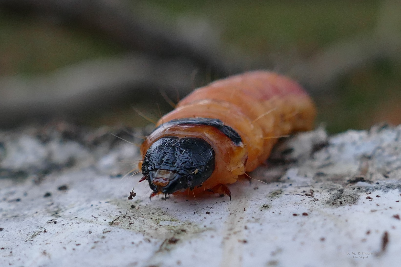 Die Raupe des Weidenbohrers