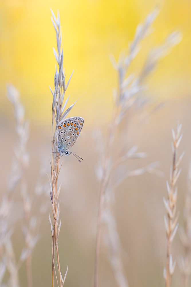 Ein bisschen Sommer