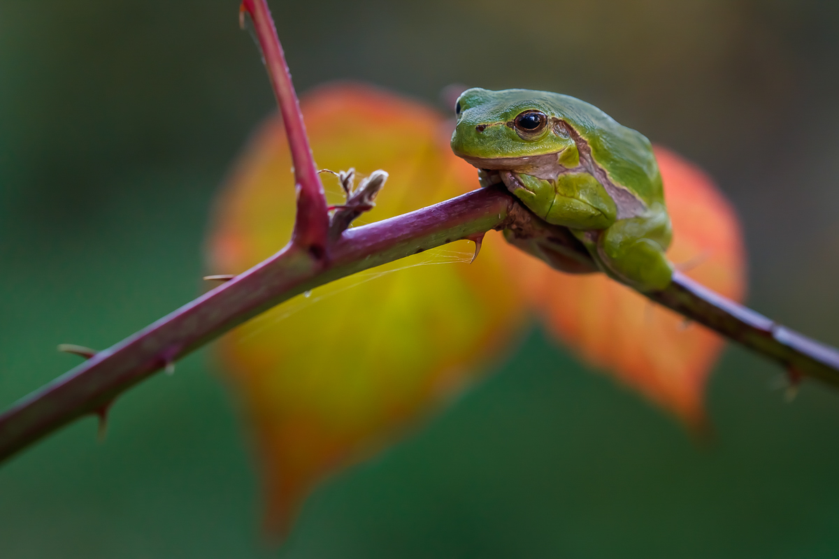Herbst-Laubi ...