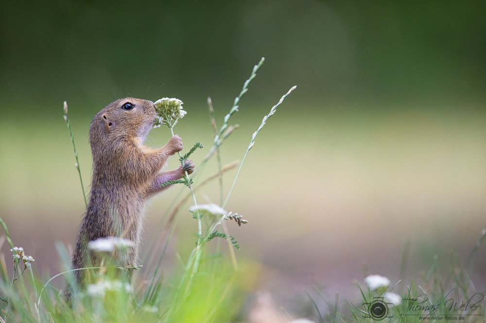 Europäisches Ziesel (Spermophilus citellus)