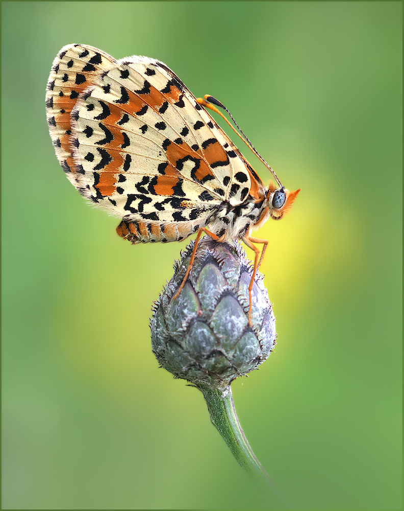 *Melitaea didyma*
