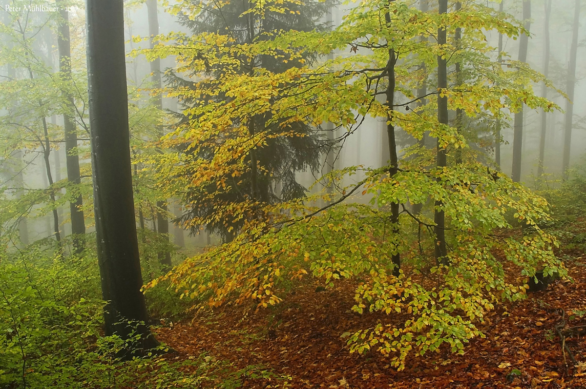 Herbstzauber im Wald