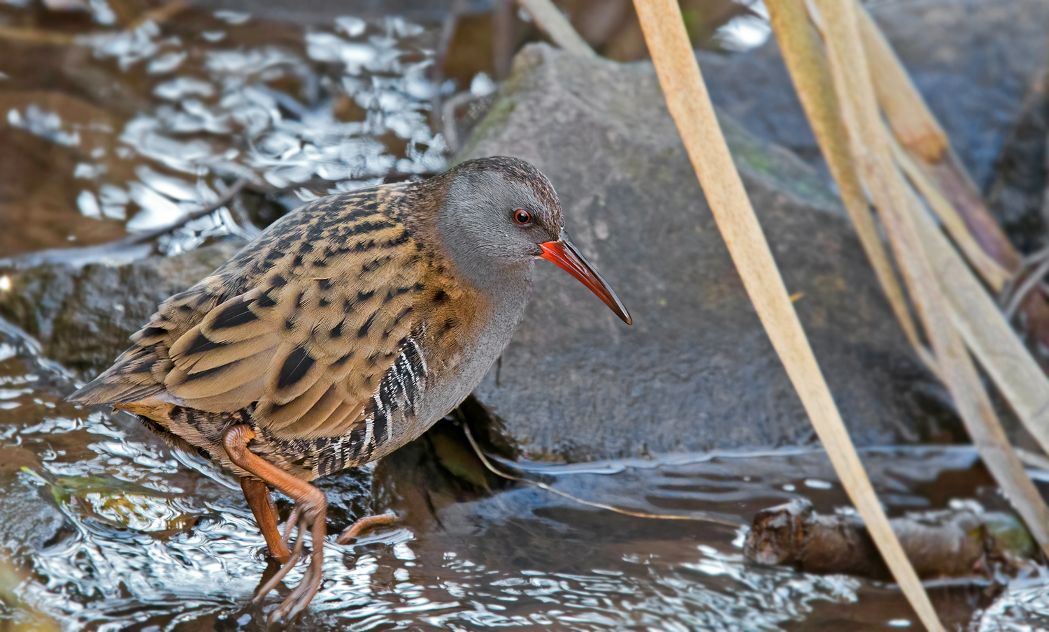 Wasserralle