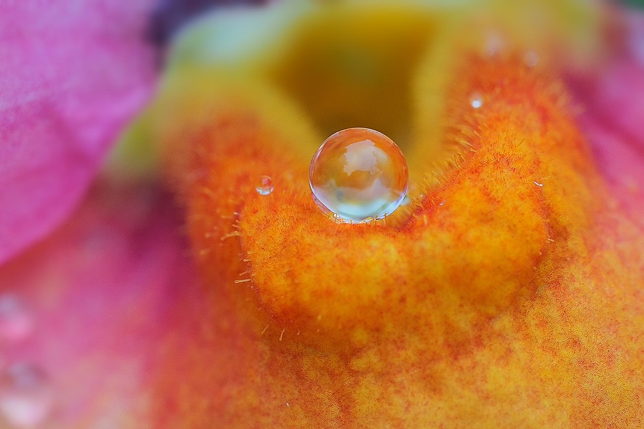 Wassertropfen auf Blumenkissen