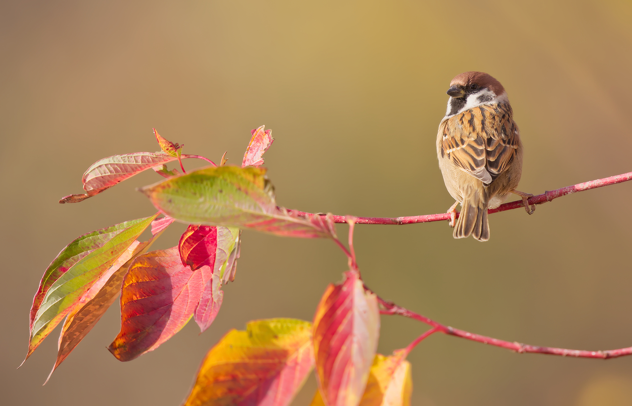 Herbstlicher Feldsperling