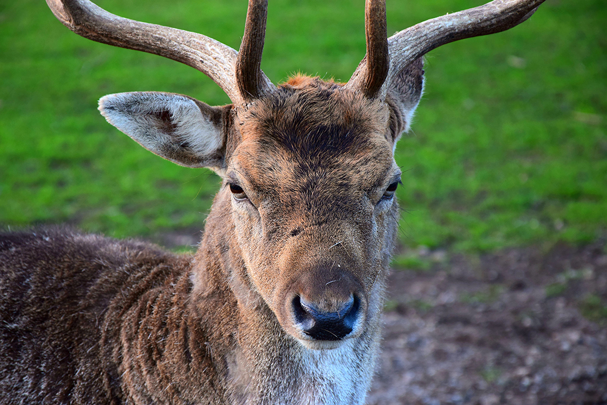 Junger Hirsch