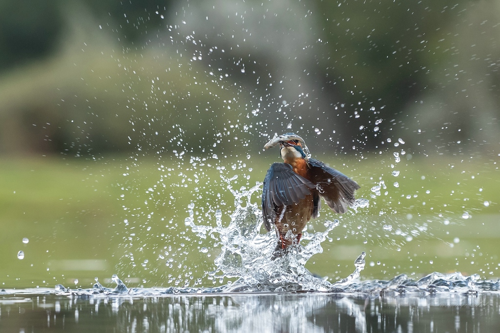 Eisvogel