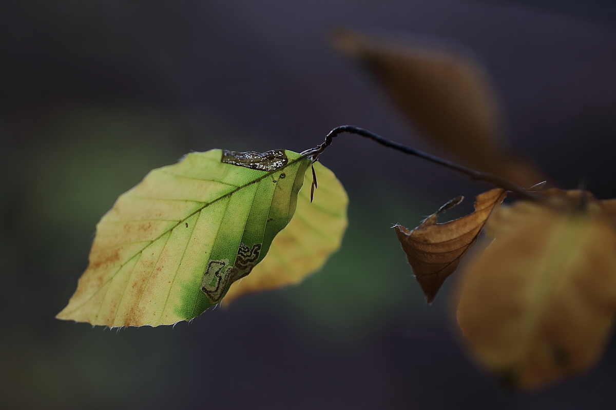 Herbstlaub