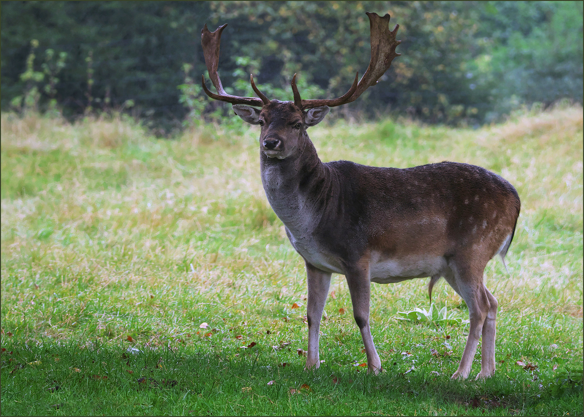 *Damhirsch*