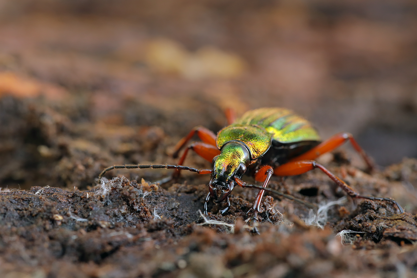 Carabus auronitens (Goldglänzender Laufkäfer)