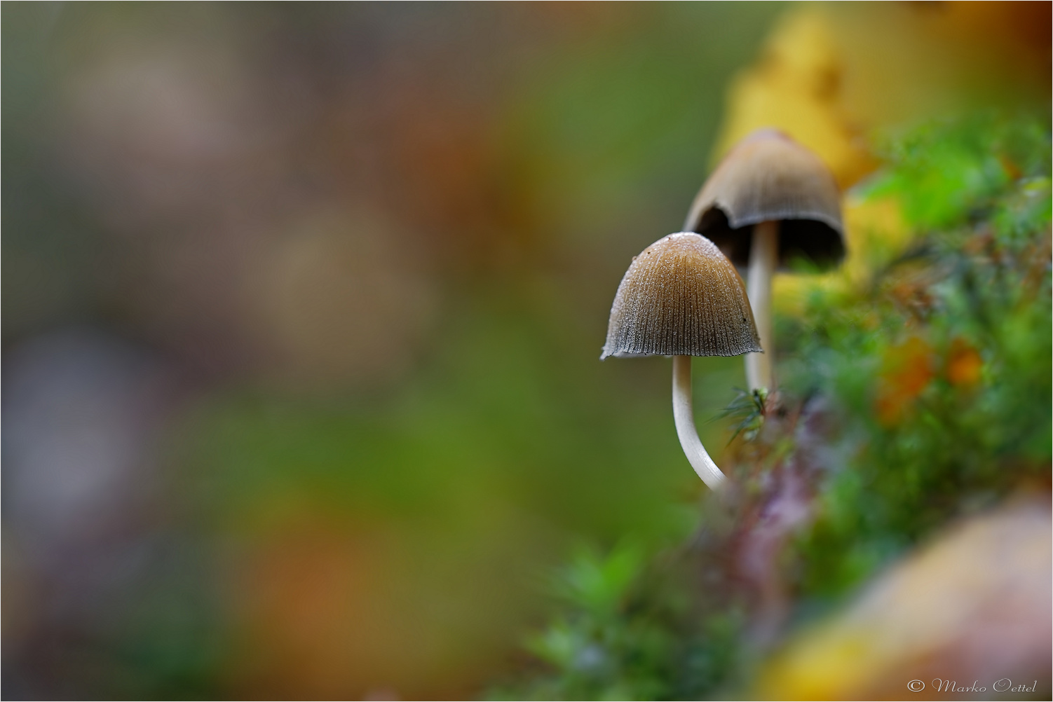 Helmlinge (Mycena)