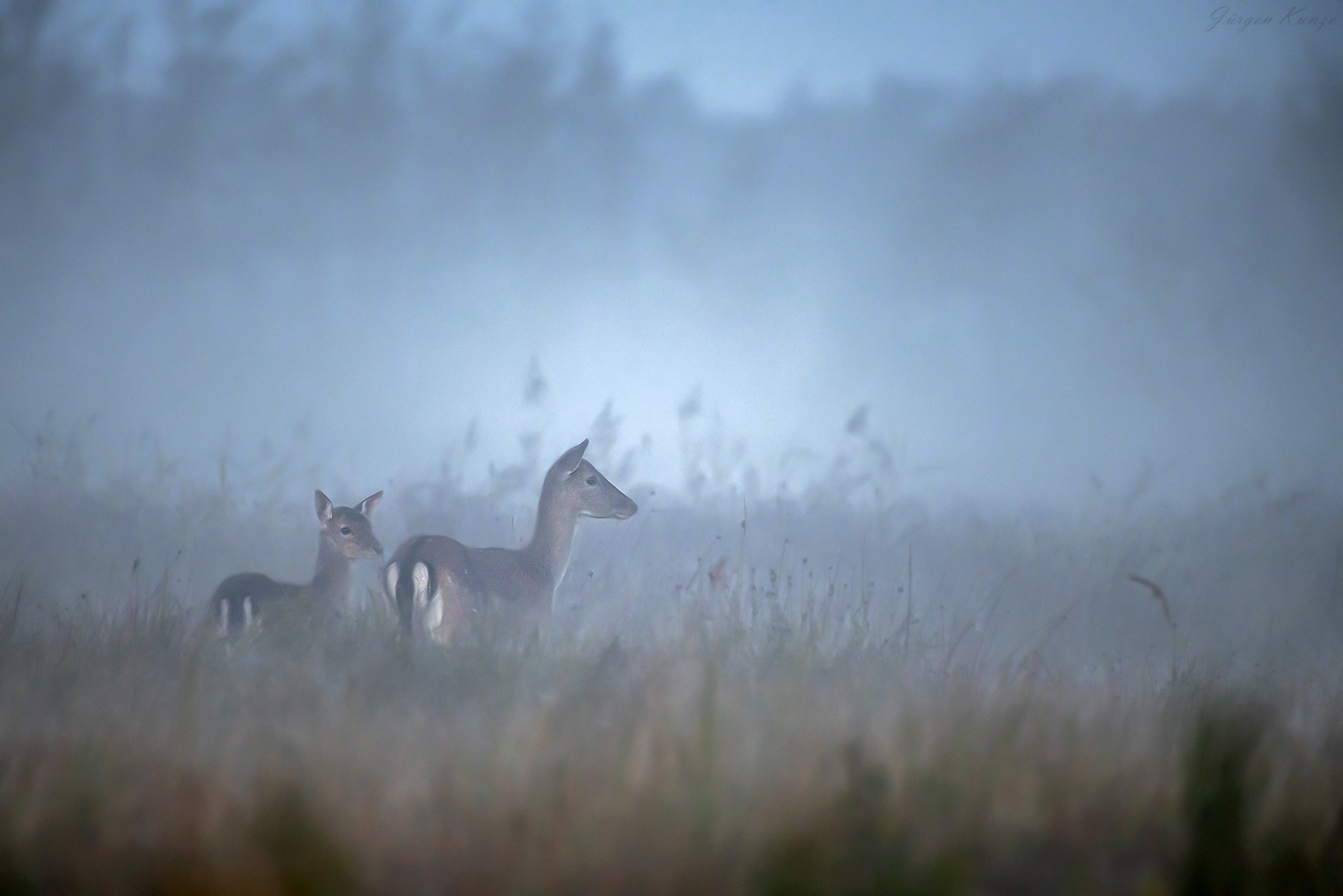 Morgennebel