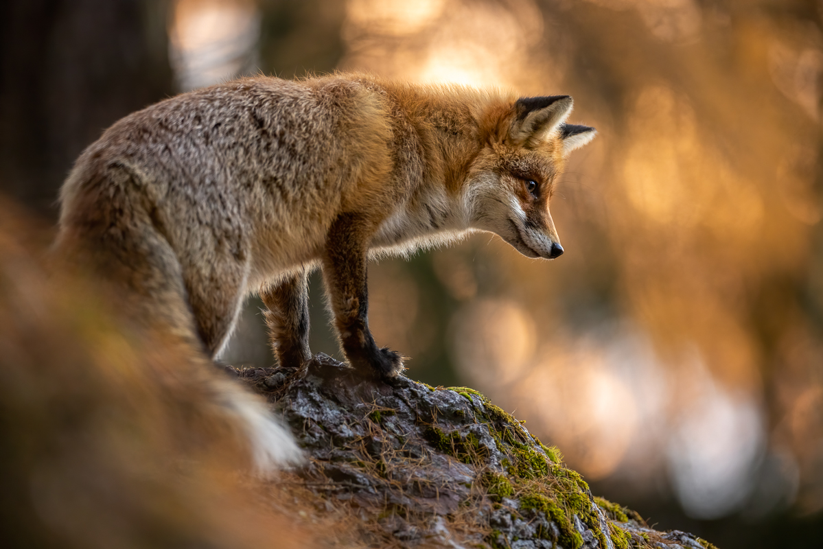 Lärchenfuchs