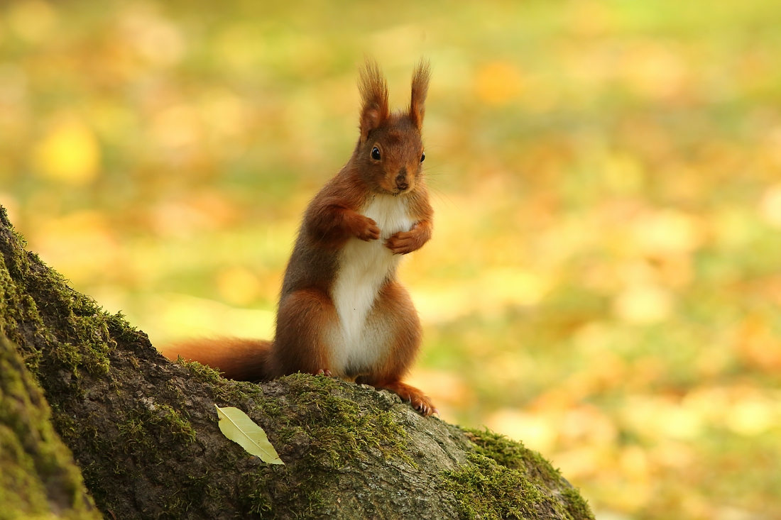 Eichhörnchen im Herbst