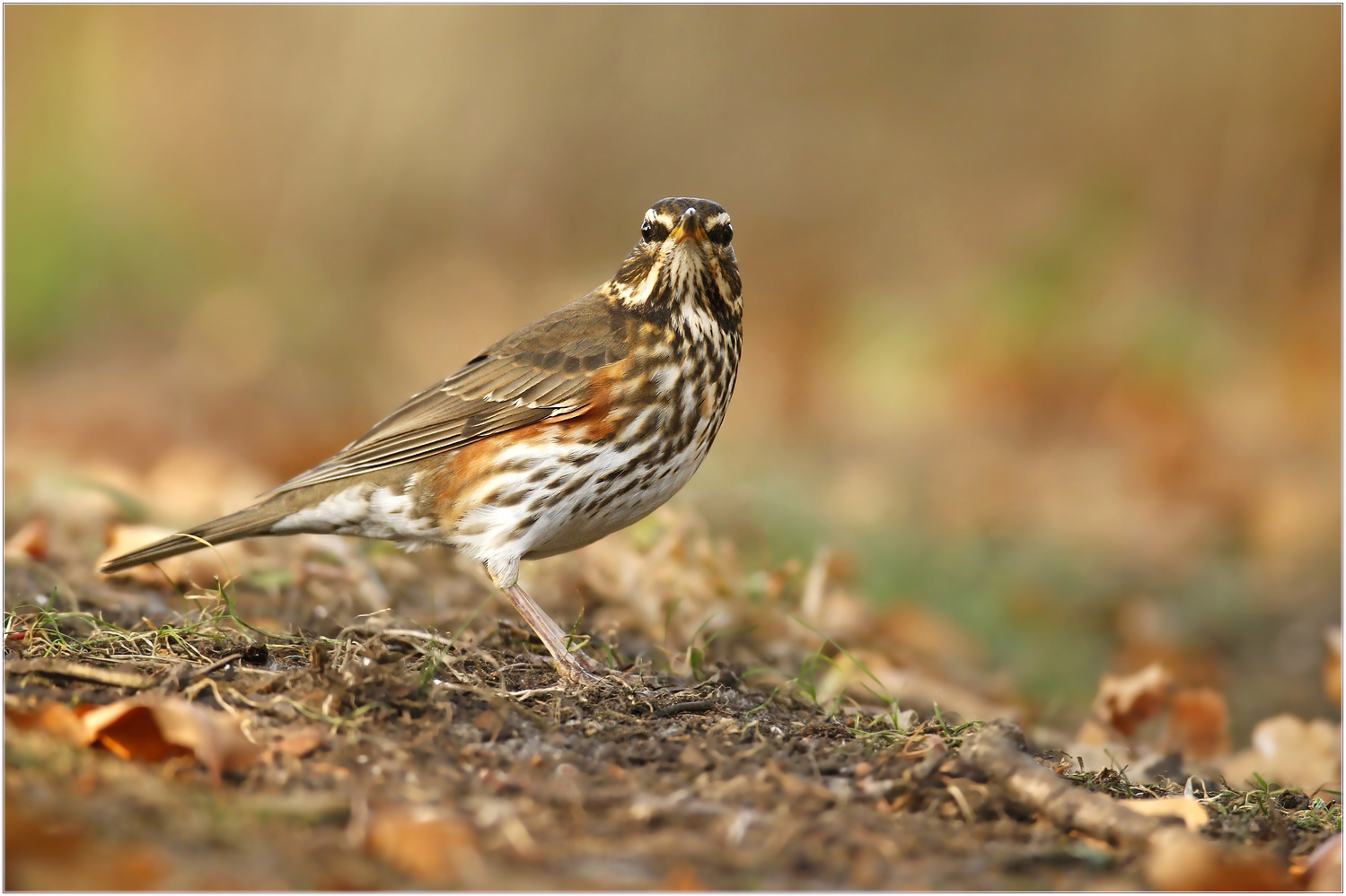 Rotdrossel (Turdus iliacus)