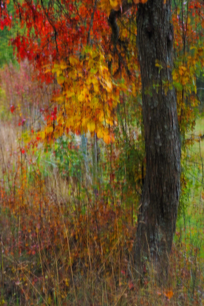 Herbstbaum ICM