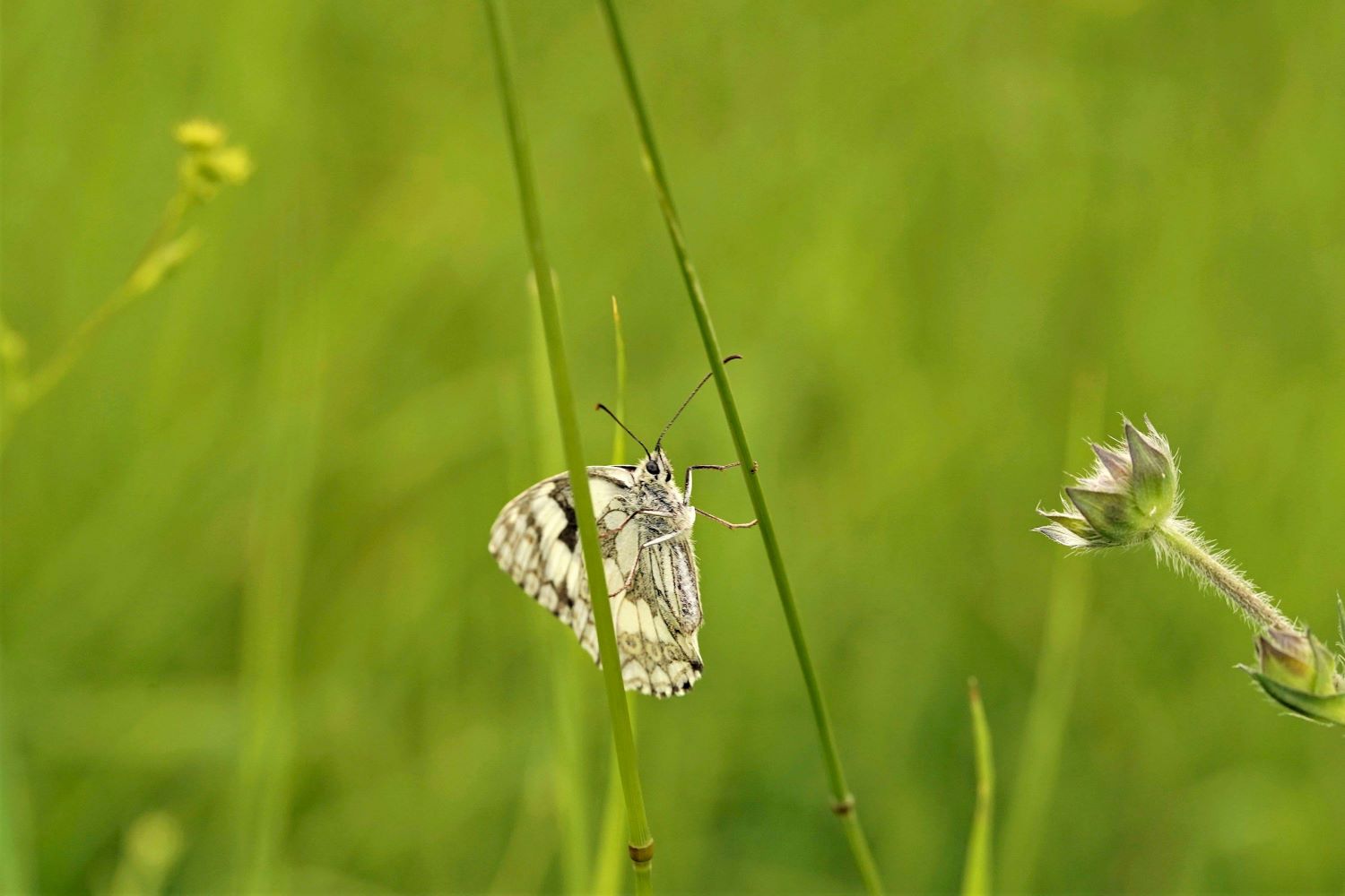 Schmetterling auf Abwegen