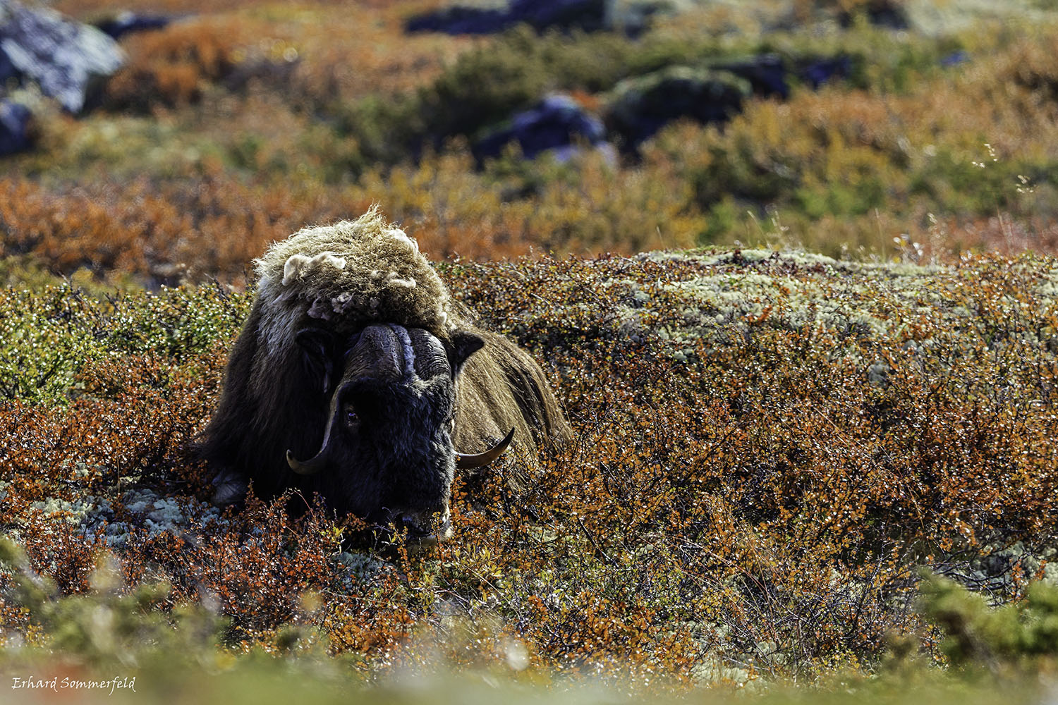 Dovrefjell Schafsochse