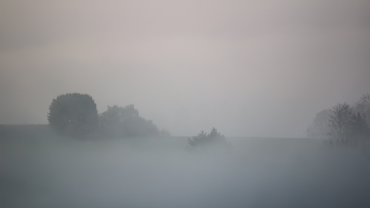 Klein Meckie im Nebel