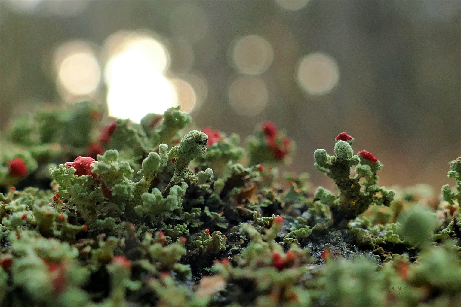 Cladonia