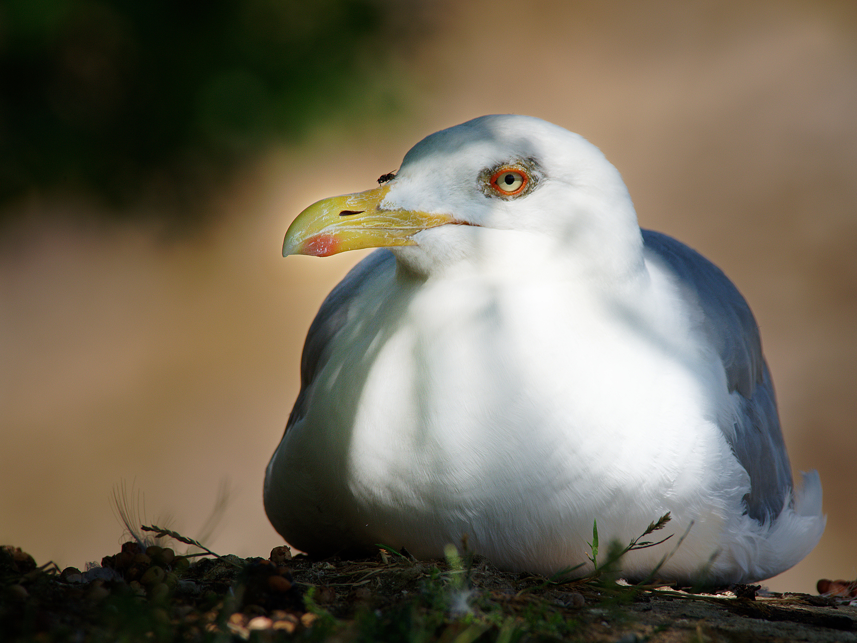 Entspannte Möwe