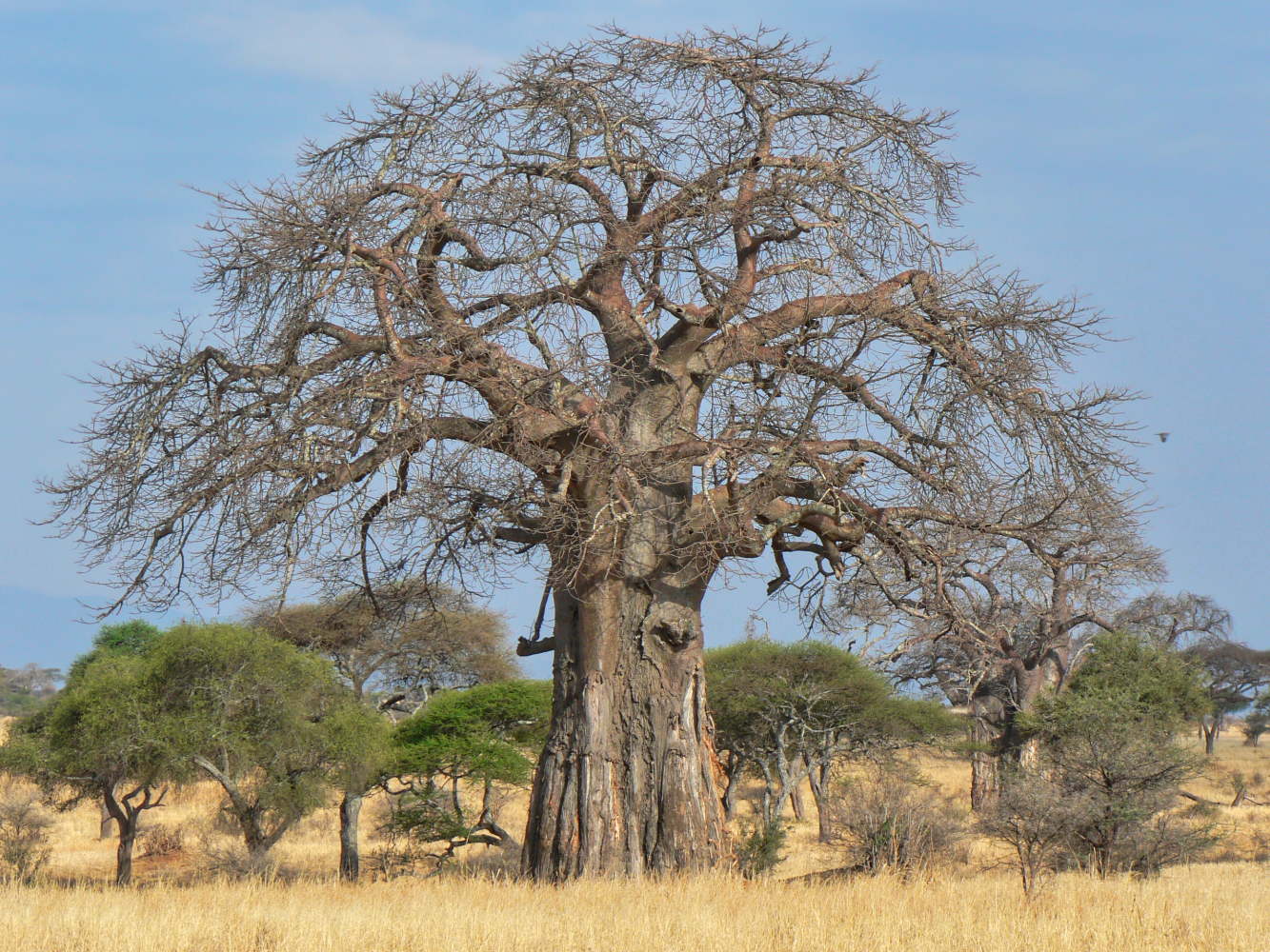 Baobab