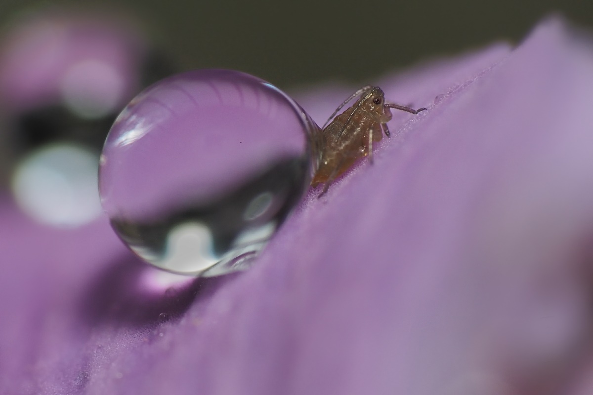 Wassertropfen mit Blattlaus oder umgekehrt