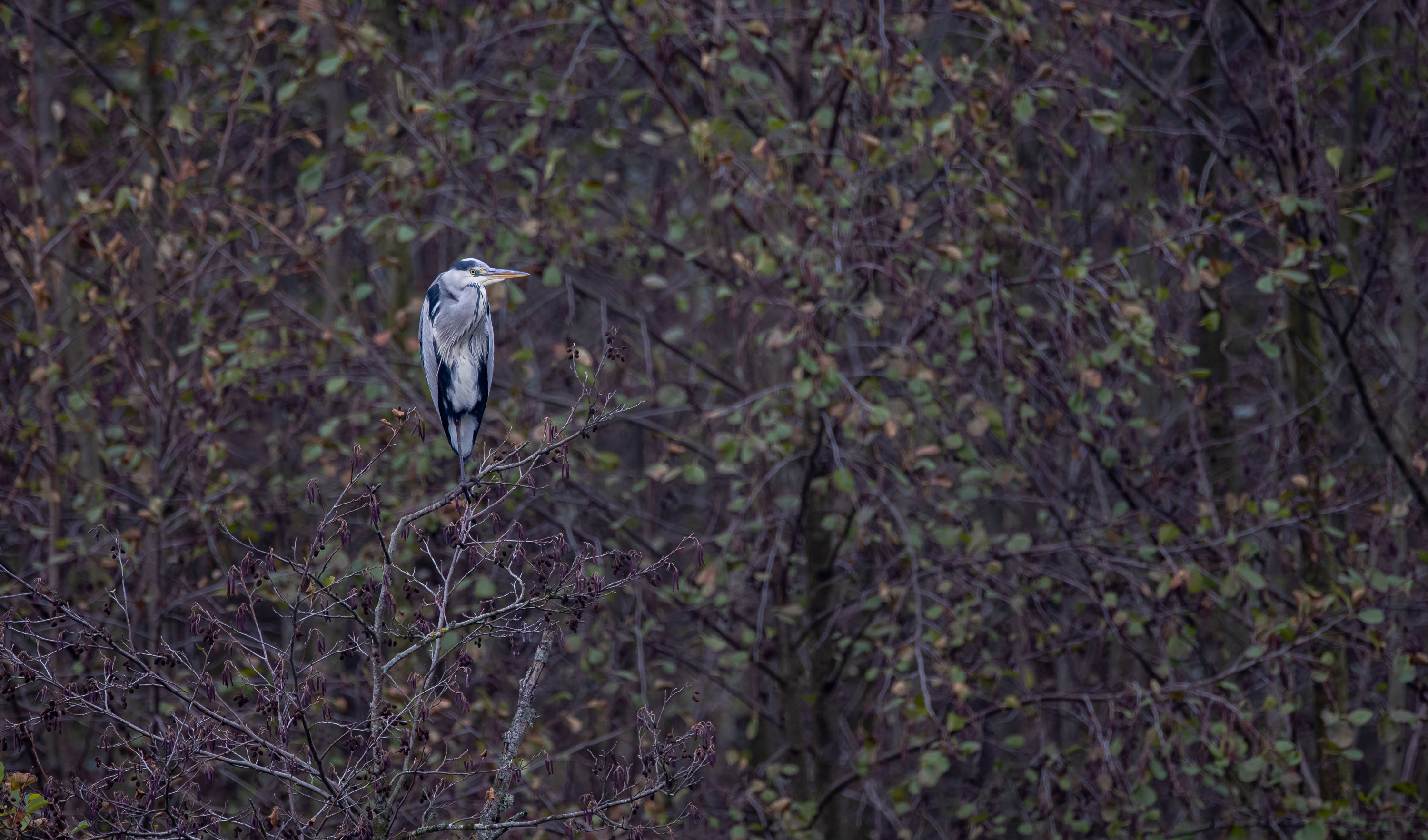 Ruhepause vor herbstlichem Wald