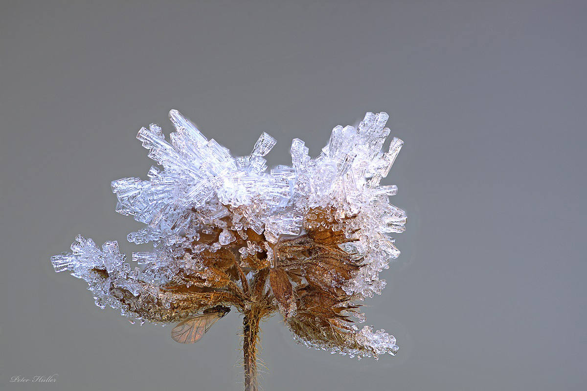 Blattlaus und Eiskristalle