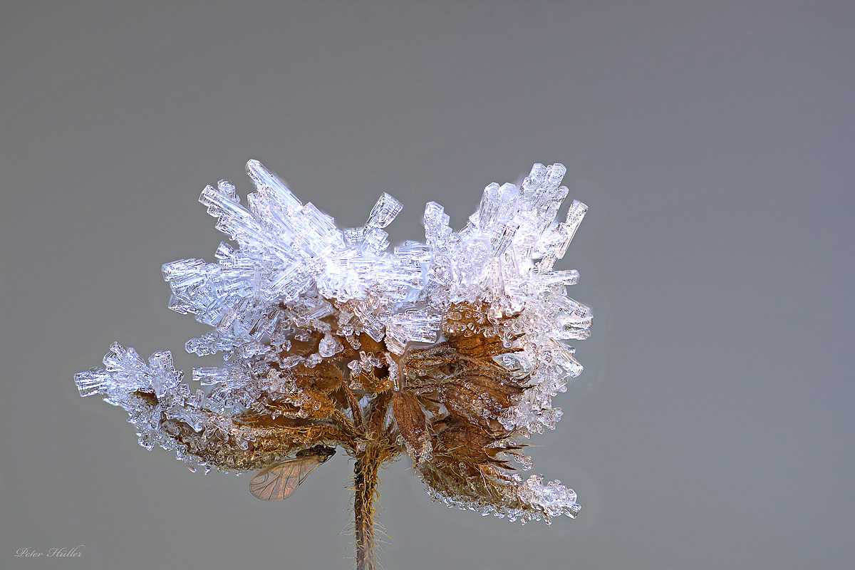 Blattlaus und Eiskristalle