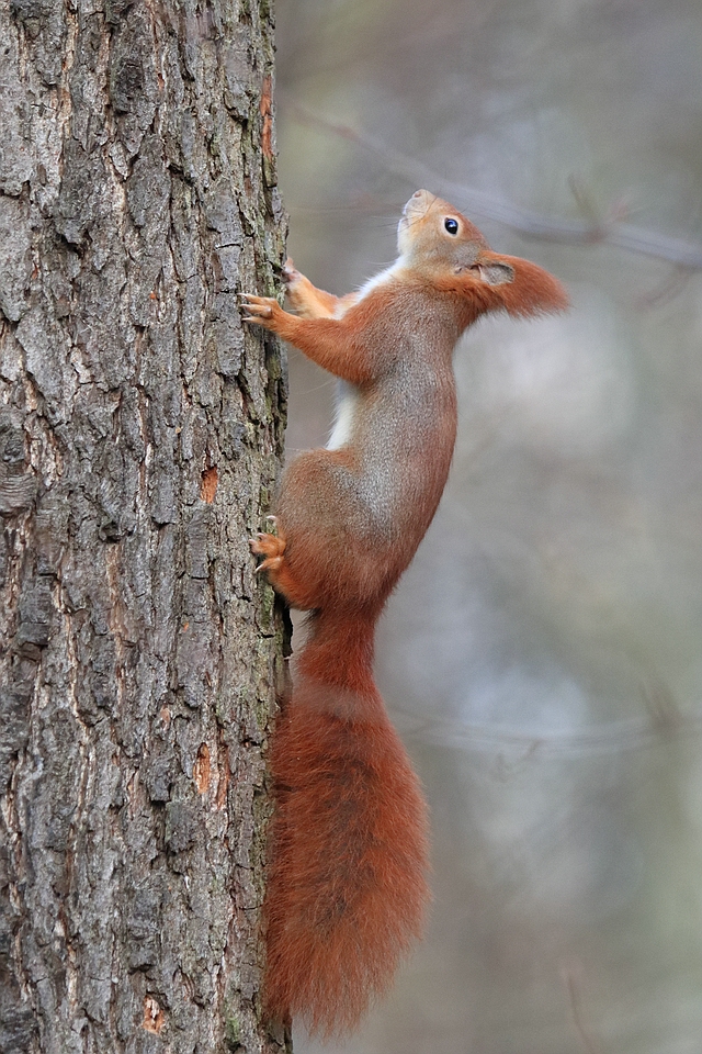 Eichhörnchen