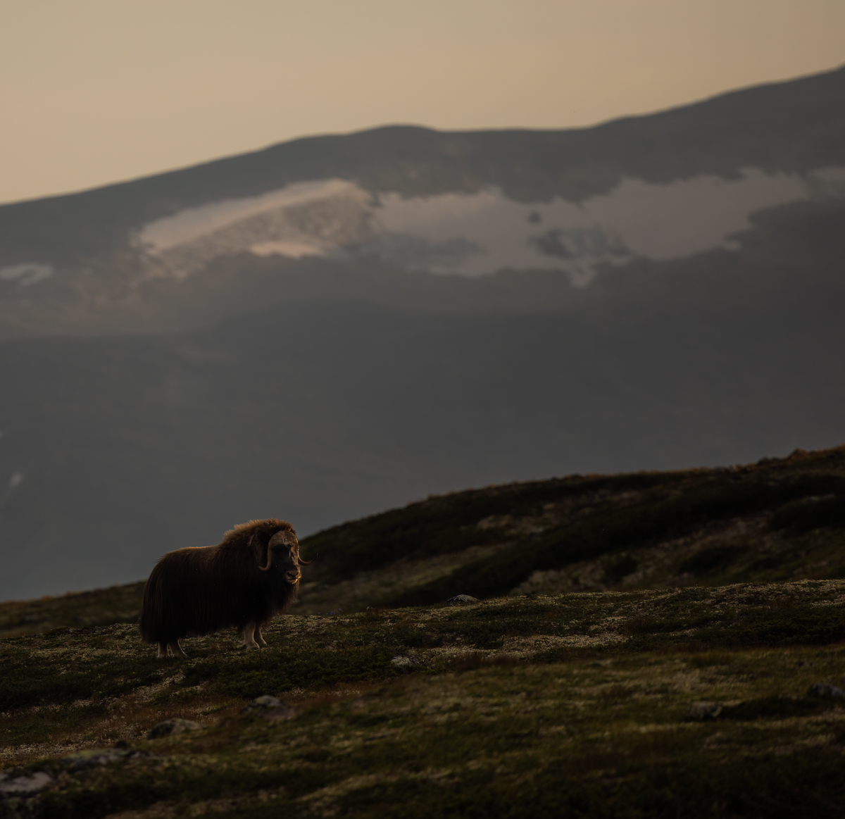 Unterwegs in der Tundra