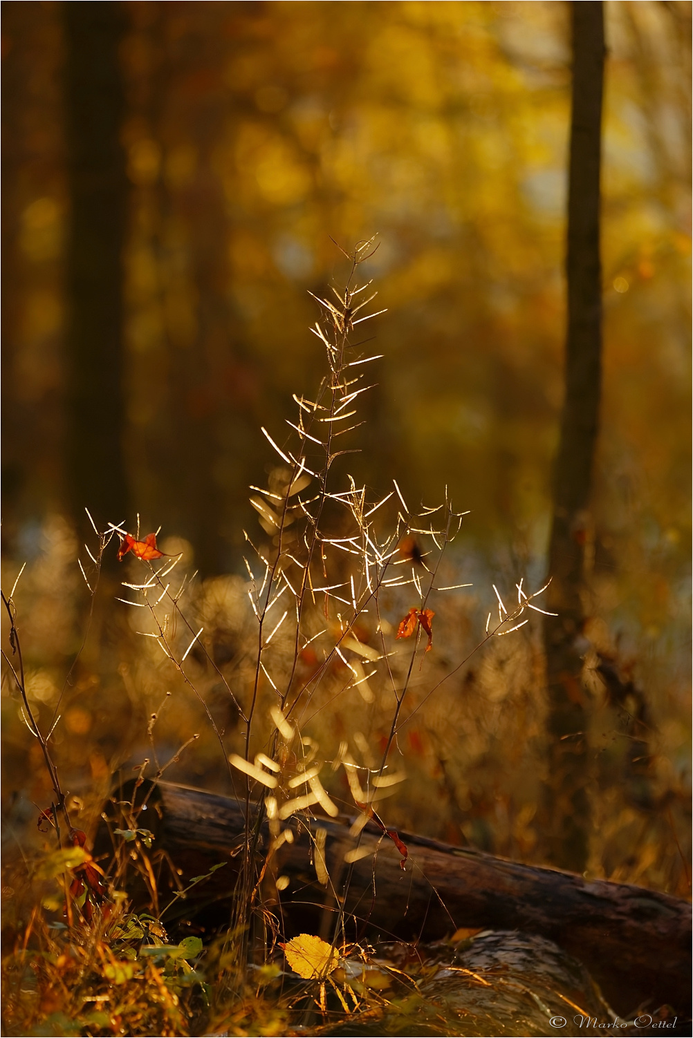 Im ersten Licht