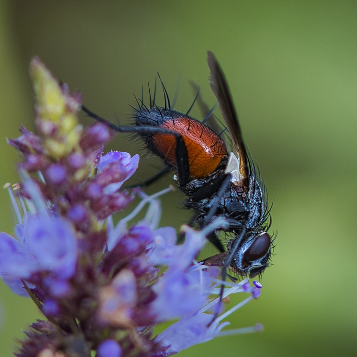 Raupenfliege (Cylindromyia bicolor)
