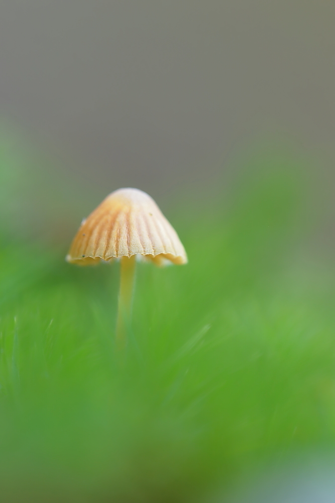 Ein schlichter kleiner Pilz