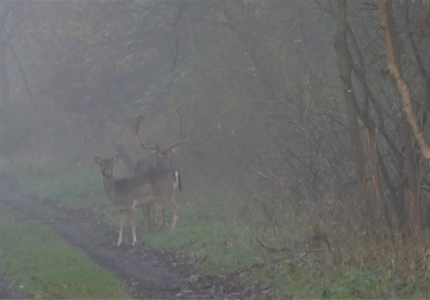 Nebel am Morgen