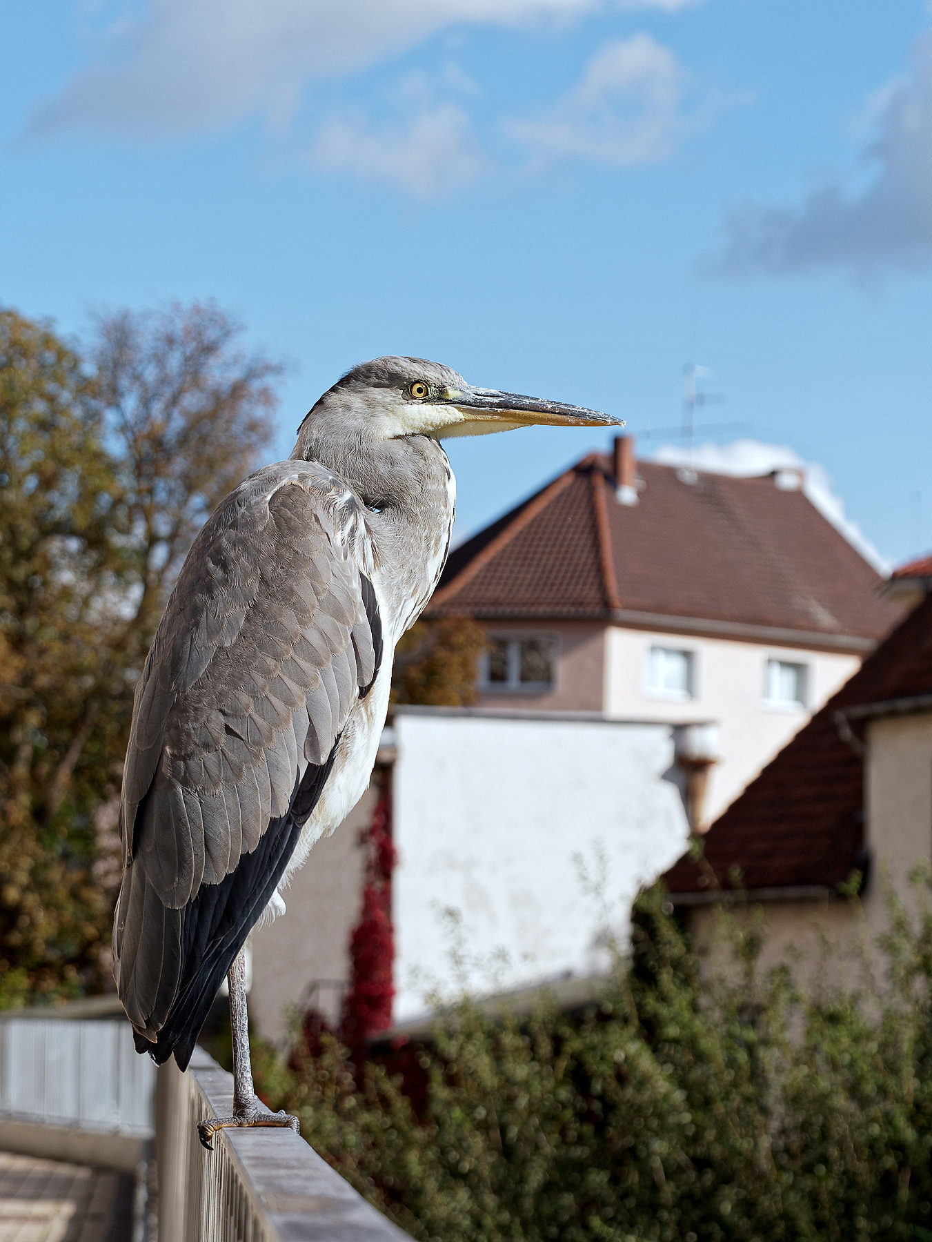 Ohne Scheu...
