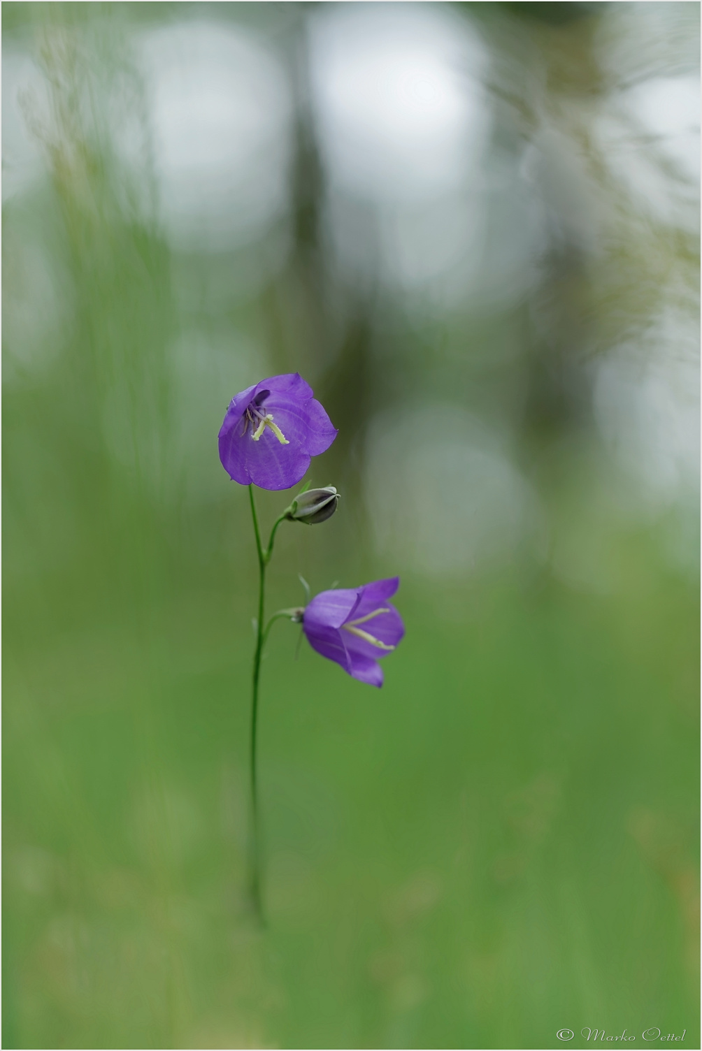 Pfirsichblättrige Glockenblume (Campanula persicifolia)