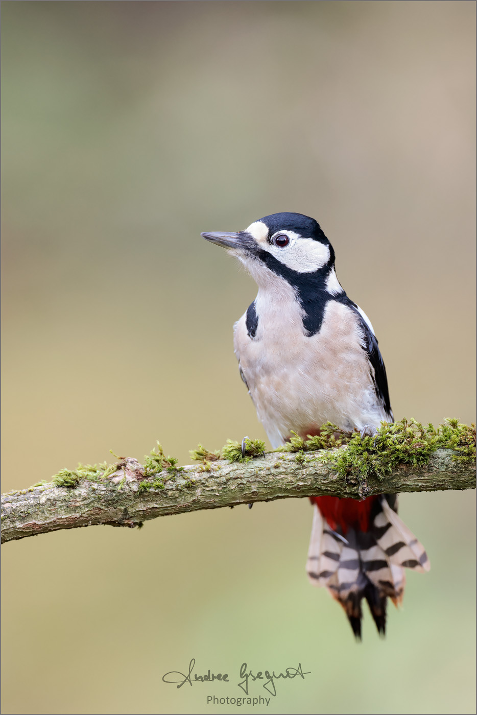 Great spotted Woodpecker