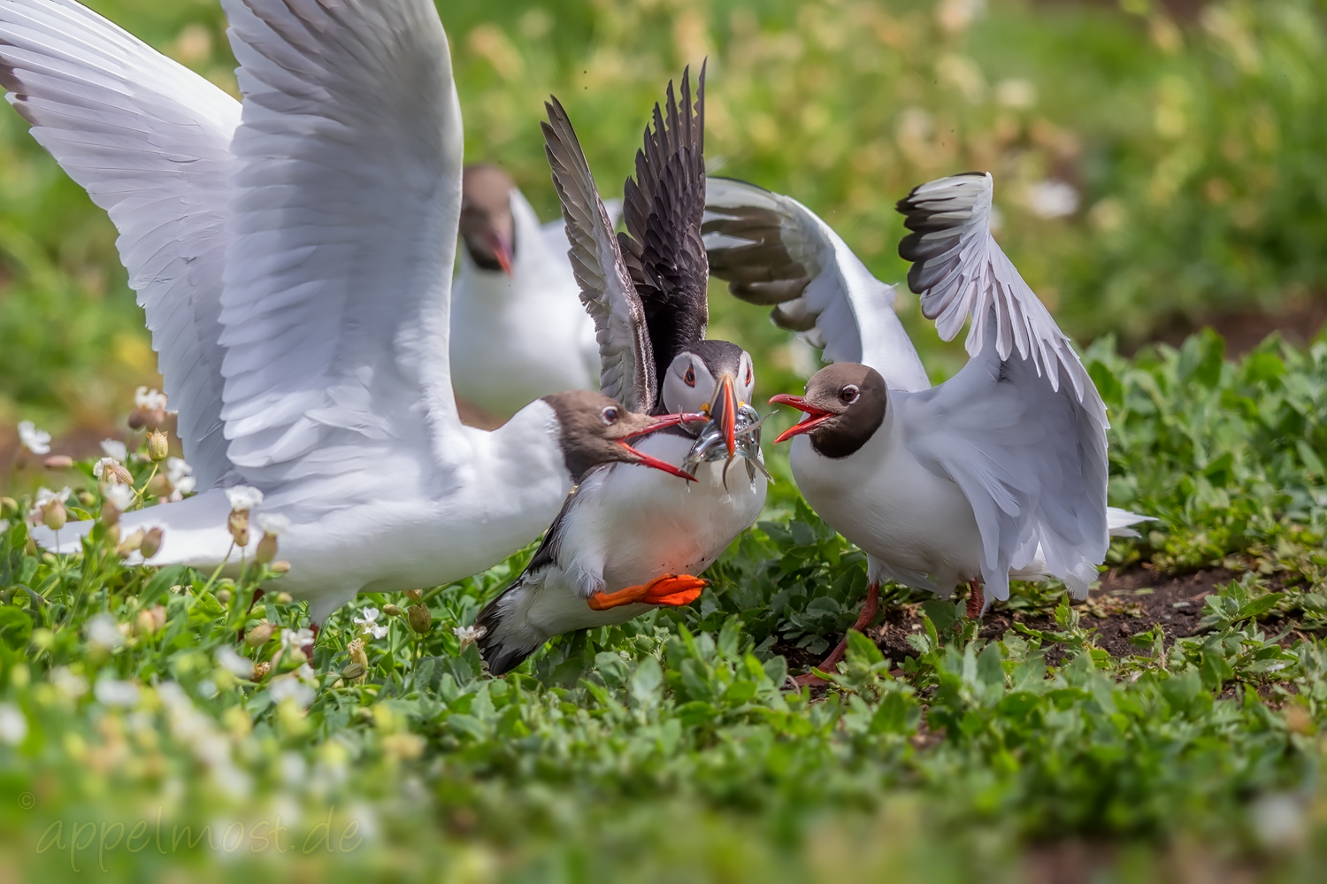 ab-durch-die-mitte-forum-f-r-naturfotografen