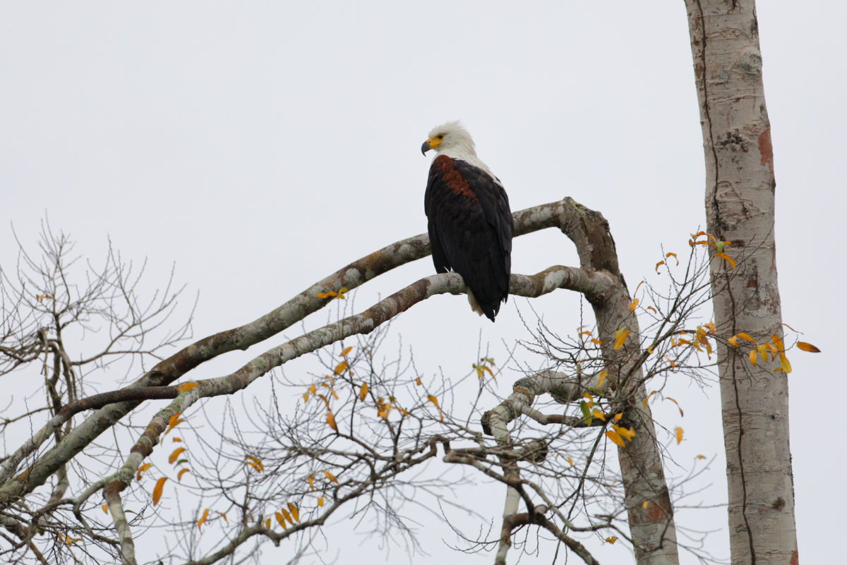 Schreiseeadler