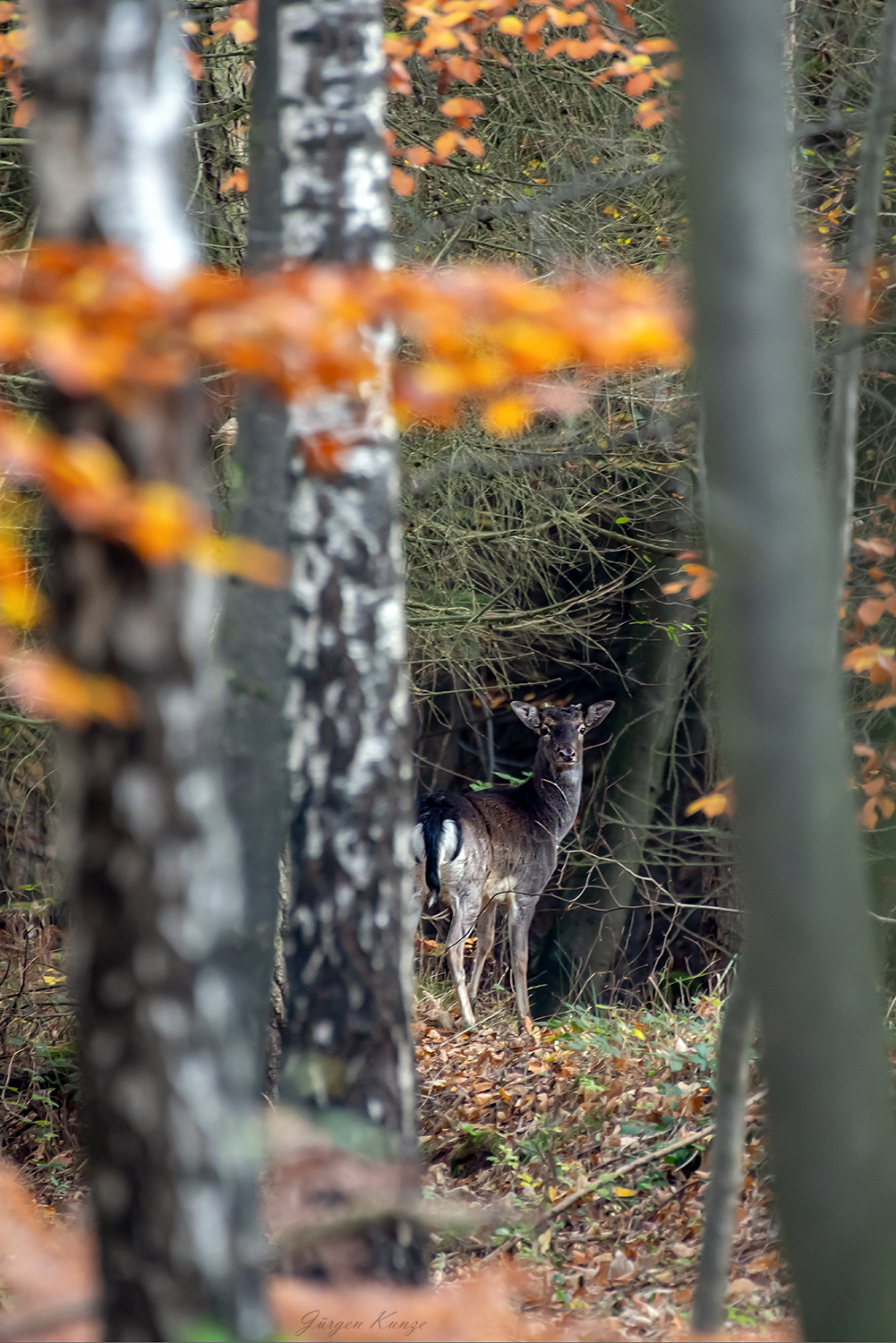 Im tiefem Herbstwald