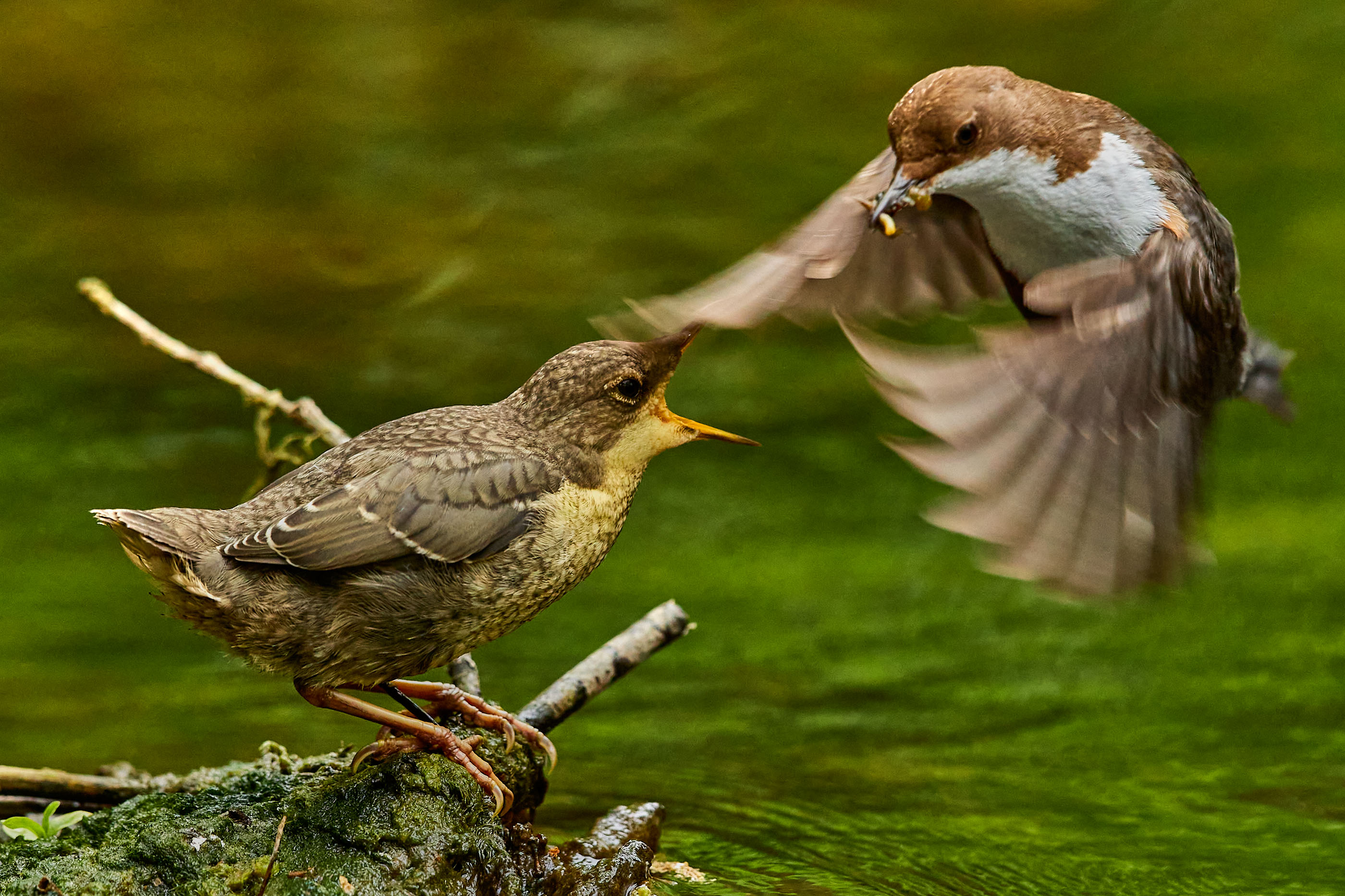 Wasseramsel