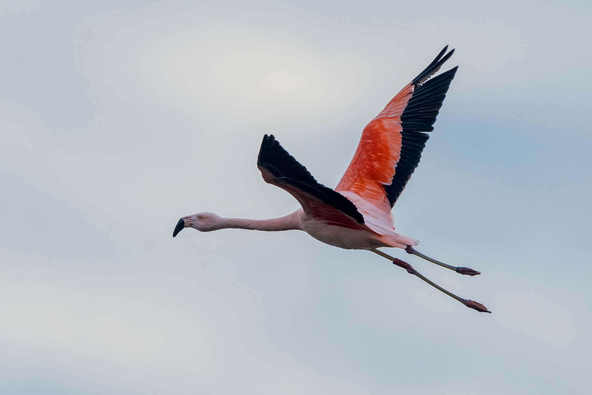 Chileflamingo