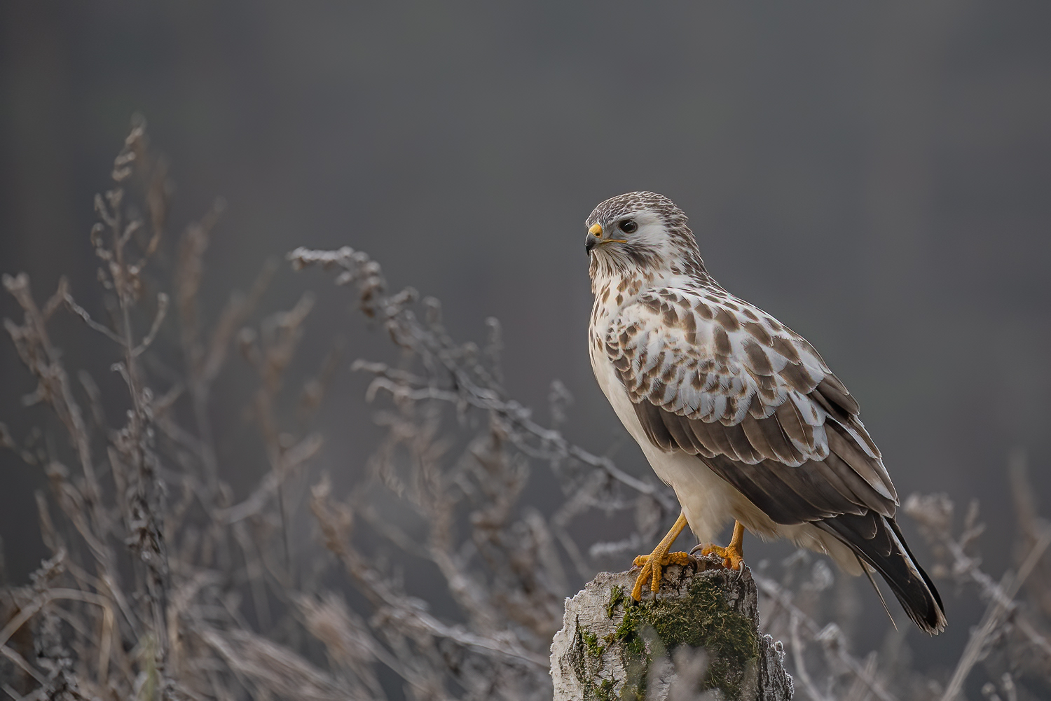 Morgendlicher Besuch