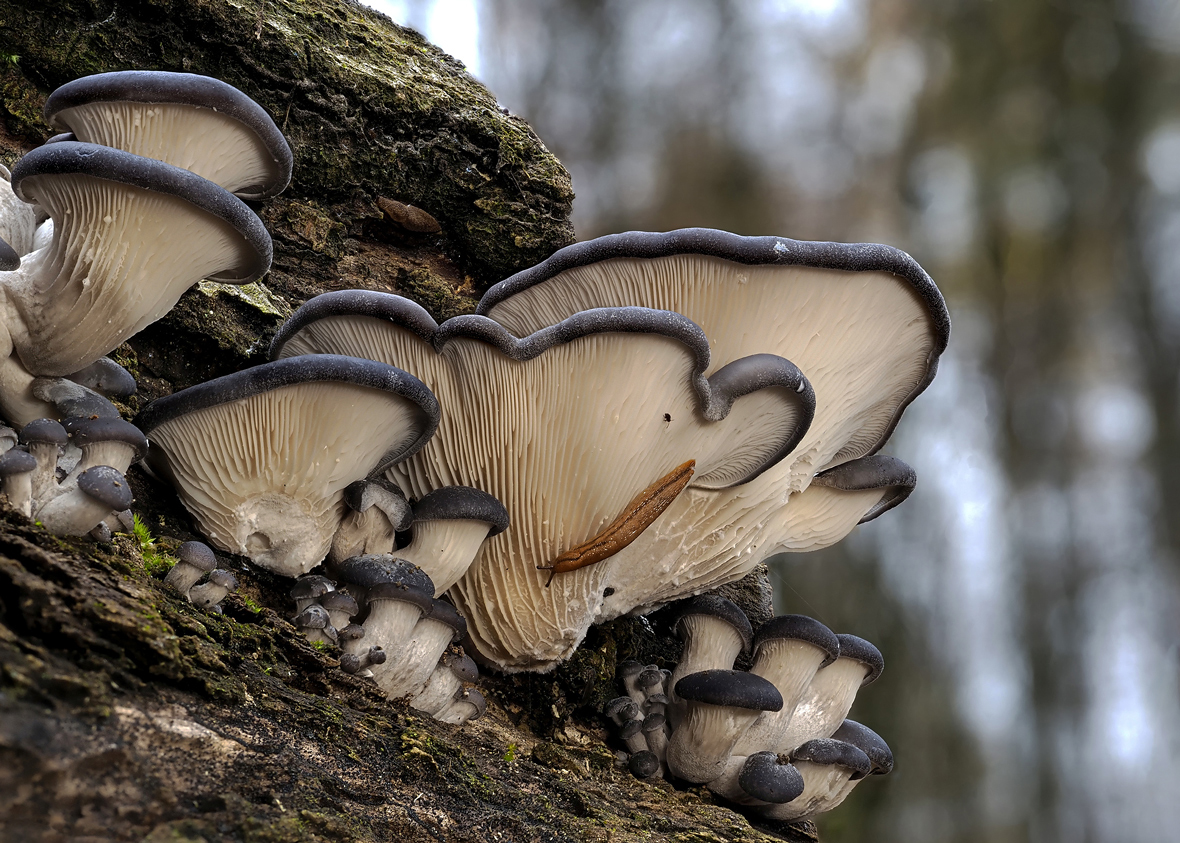 Austernseitlinge (Pleurotus ostreatus)