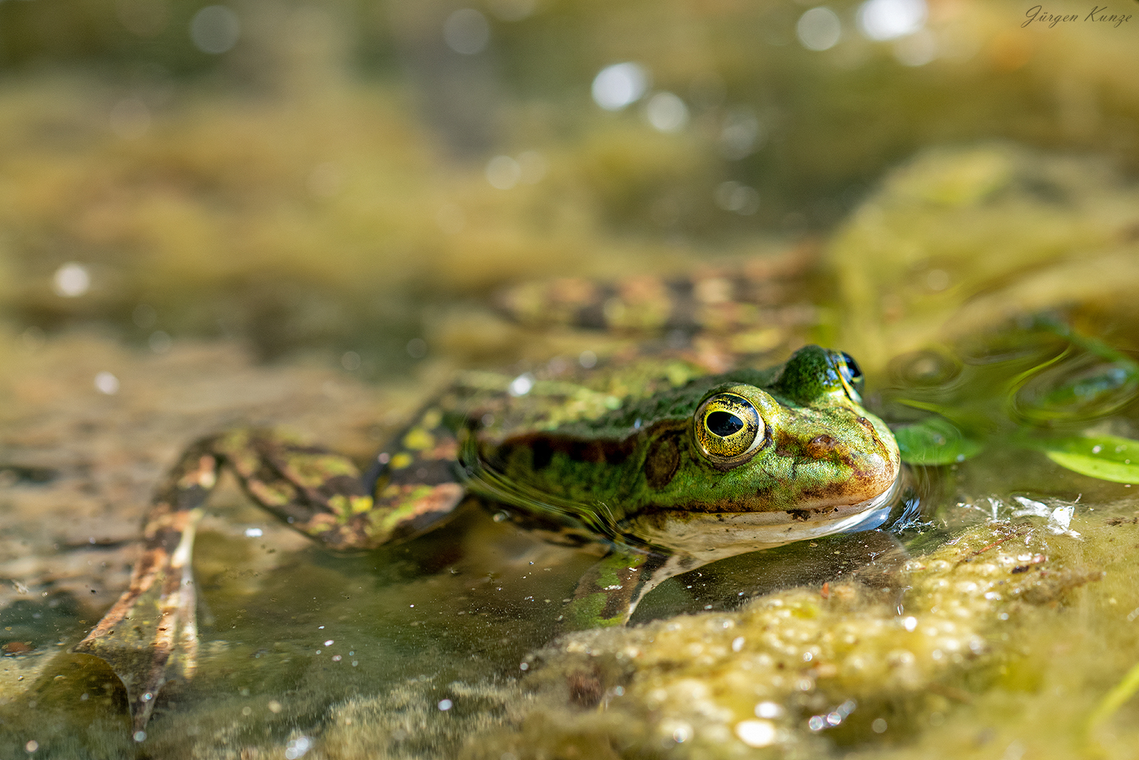 Grasfrosch auf Tuchfühlung