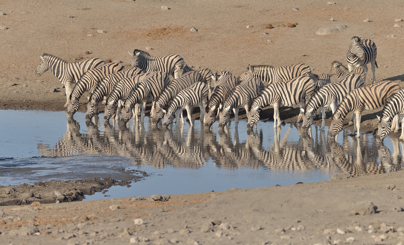 Steppenzebras (2)