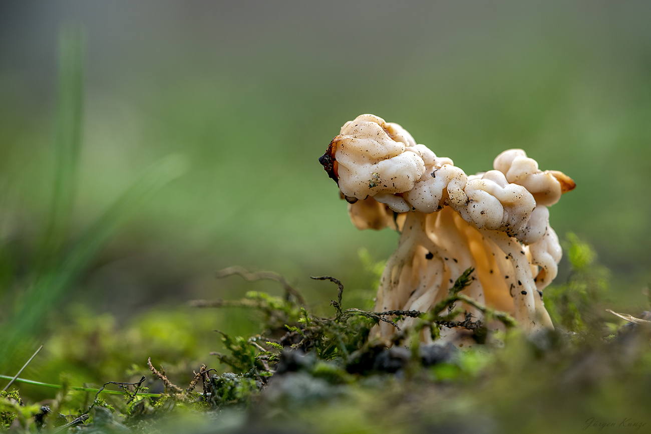 Eine Herbstlorchel